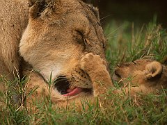 Bath Time for Lions